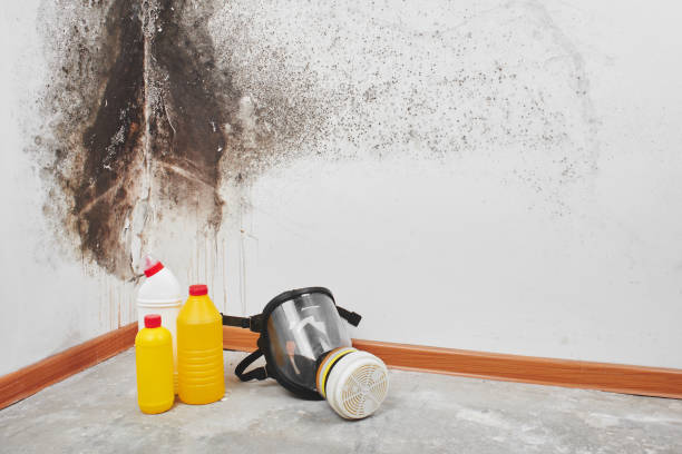 Best Professional Mold Removal  in Denmark, WI
