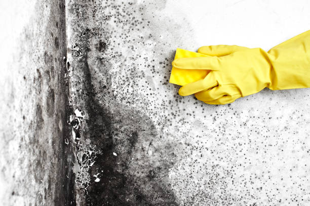 Best Black Mold Removal  in Denmark, WI