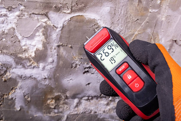 Best Best Mold Removal Companies  in Denmark, WI