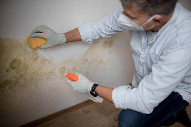Best Toxic Mold Removal  in Denmark, WI
