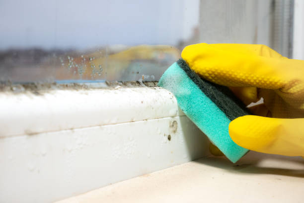 Best Professional Mold Removal  in Denmark, WI
