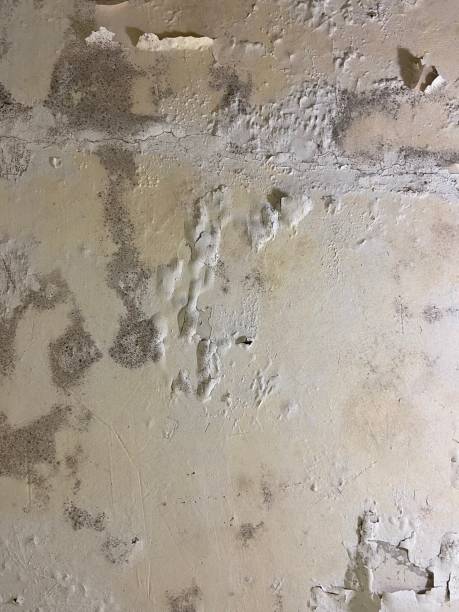 Best Office Mold Removal Services  in Denmark, WI