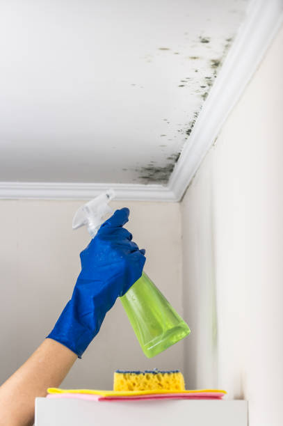 Best Toxic Mold Removal  in Denmark, WI