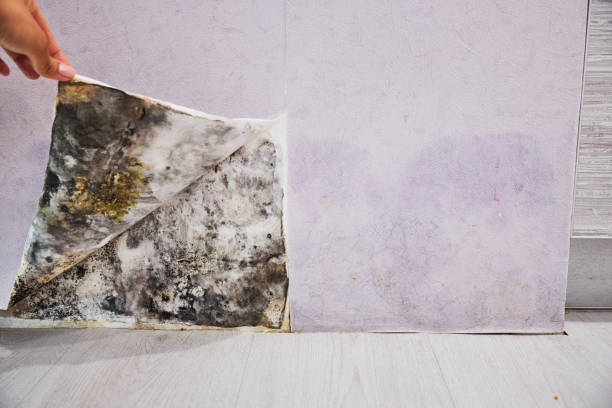 Best Emergency Mold Removal  in Denmark, WI